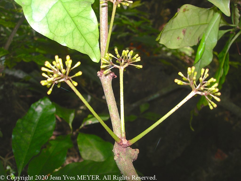 Ceodes umbellifera - Flower Buds - Atiu, Cook Islands -JYM