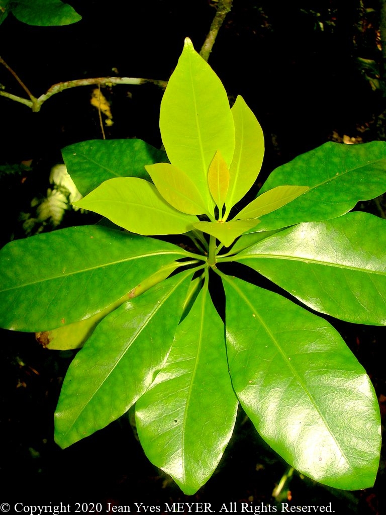 Ceodes umbellifera - Leaves - Atiu, Cook Islands - JYM