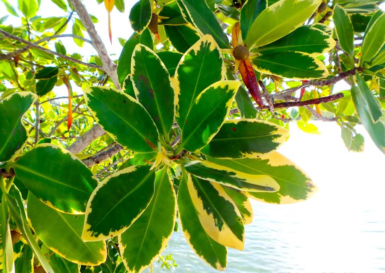 Rhizophora mangle - Leaves - Bahamas