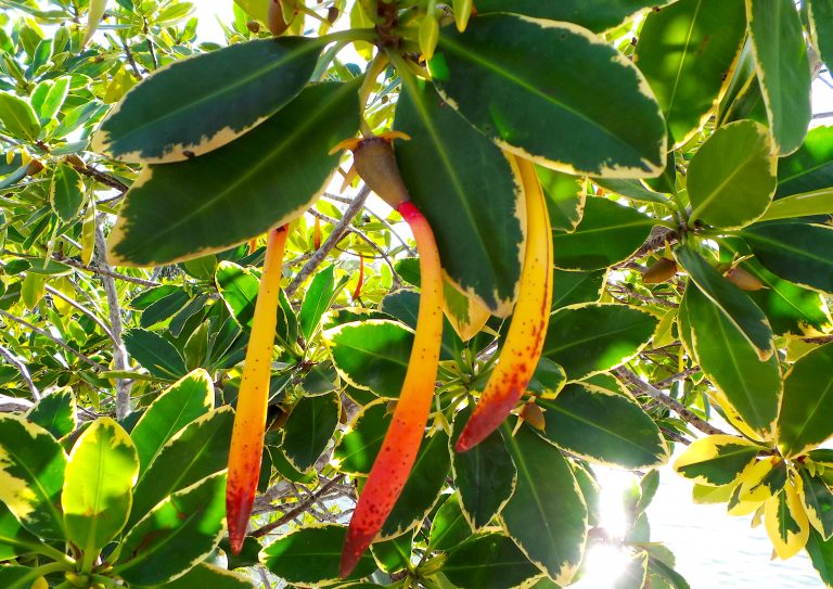 Rhizophora mangle - Fruits - Bahamas