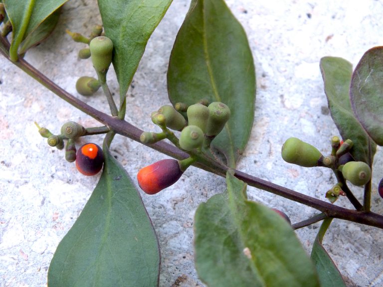 Dendropemon 2 - Ripe and Unripe Fruits - Cuba