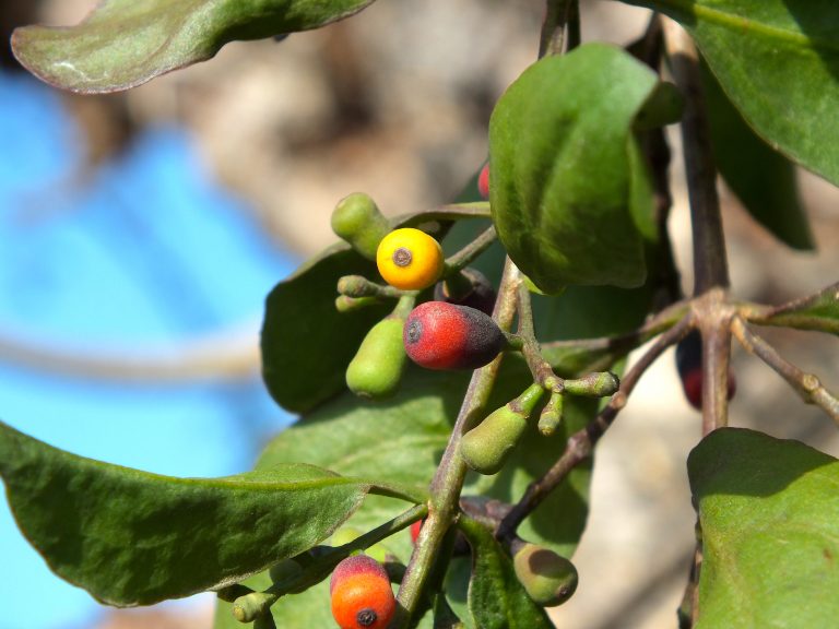 Dendropemon 2 - Fruits - Cuba