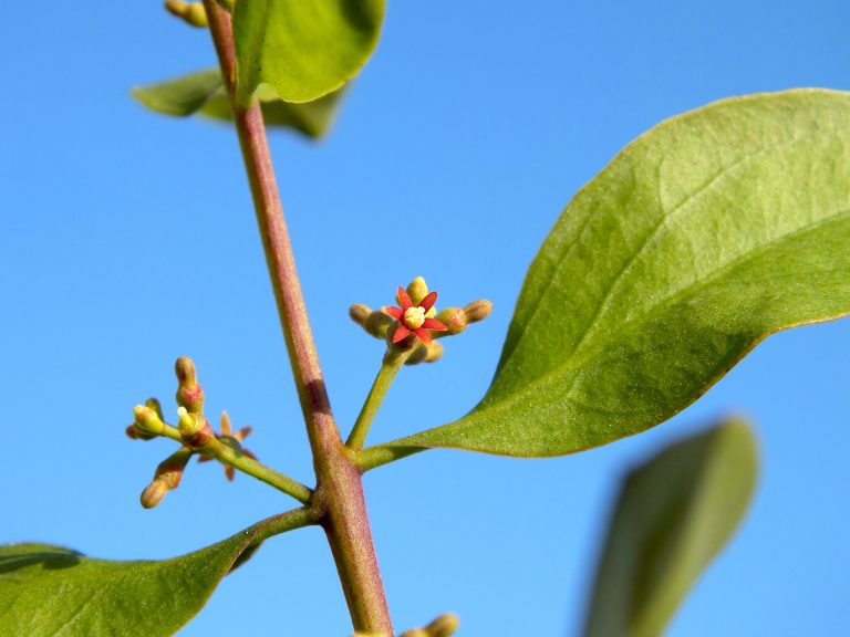 Dendropemon 2 - Flower - Cuba