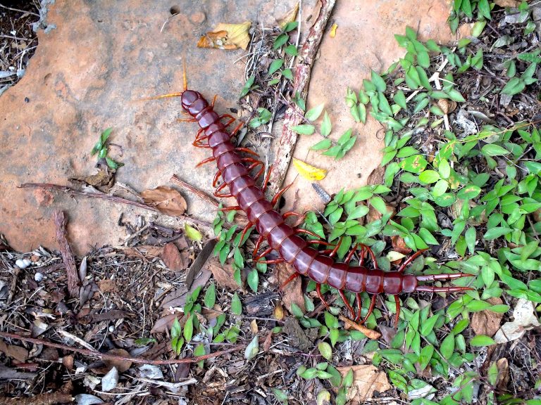 Giant Centipede - Dominican Republic