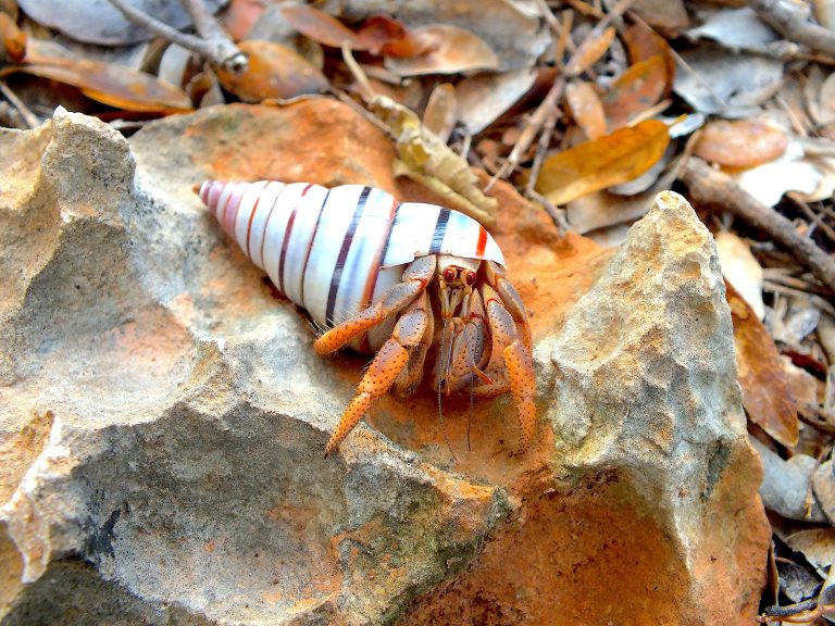 Hermit Crab using the shell of a Candy Cane Snail (Liguus virgineus) 3 - Dominican Republic