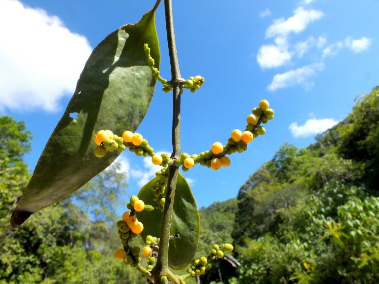 Phoradendron 4 - Fruits - Dominican Republic