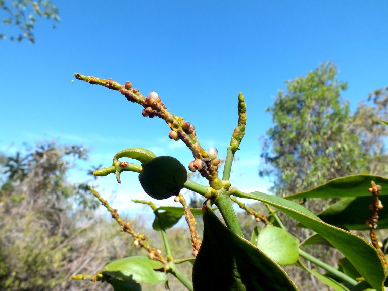 Phoradendron 1 - Fruits - Dominican Republic