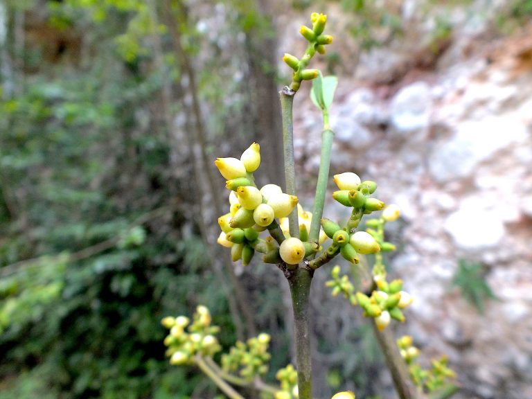 Phoradendron anceps - Fruits - Dominican Republic