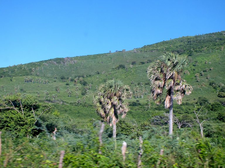 Sabal Palms - Dominican Republic