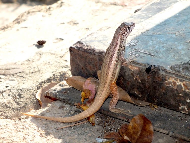 Curlytail Lizard - Dominican Republic