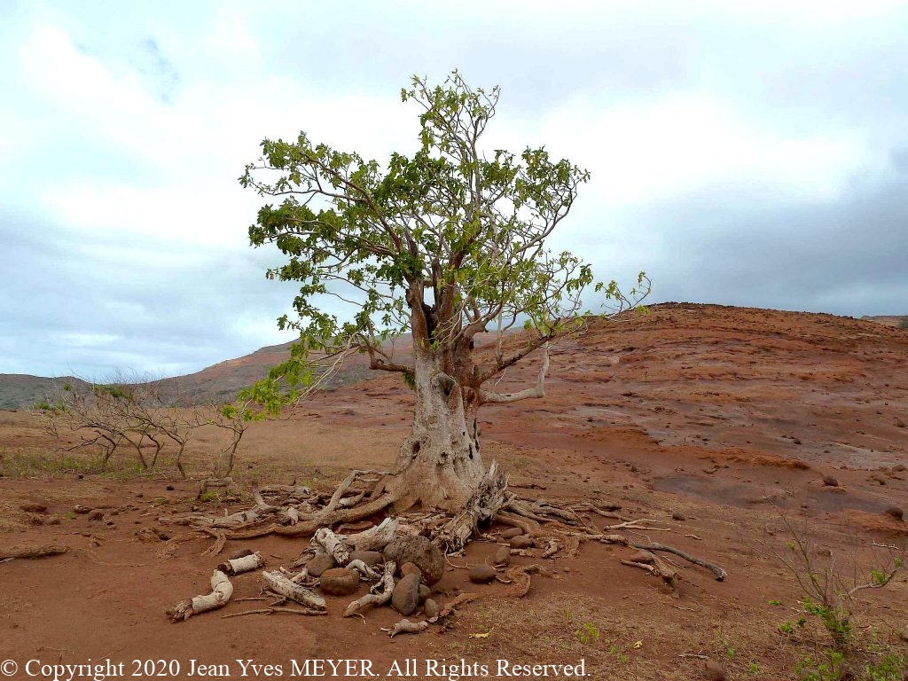 Pisonia grandis - Solitary tree in eroded area - Eiao, Marquesas Islands, French Polynesia - JYM