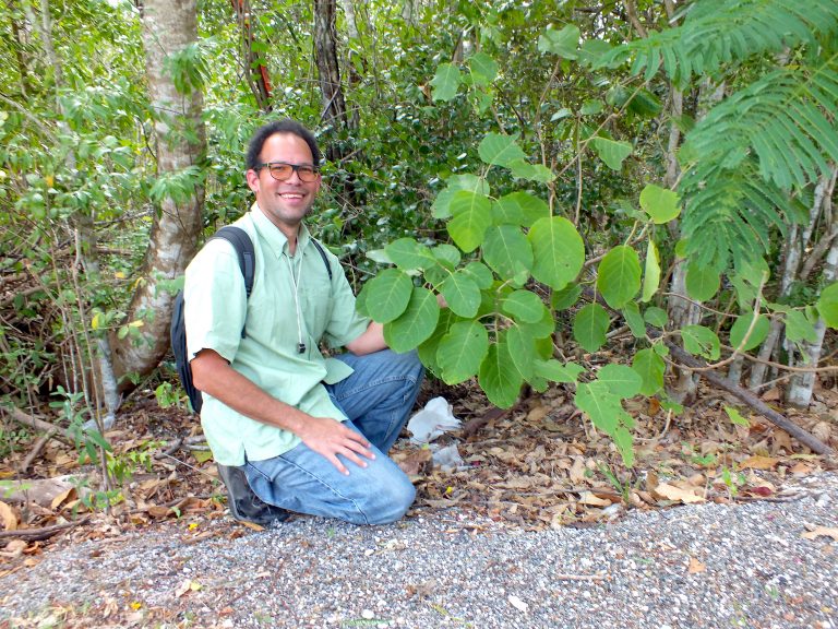 Pisonia margaretiae - MACO - Grand Cayman