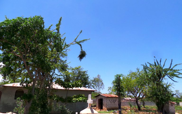 Dendropemon on Calabash Tree (Crescentia cujete) 1 - Haiti