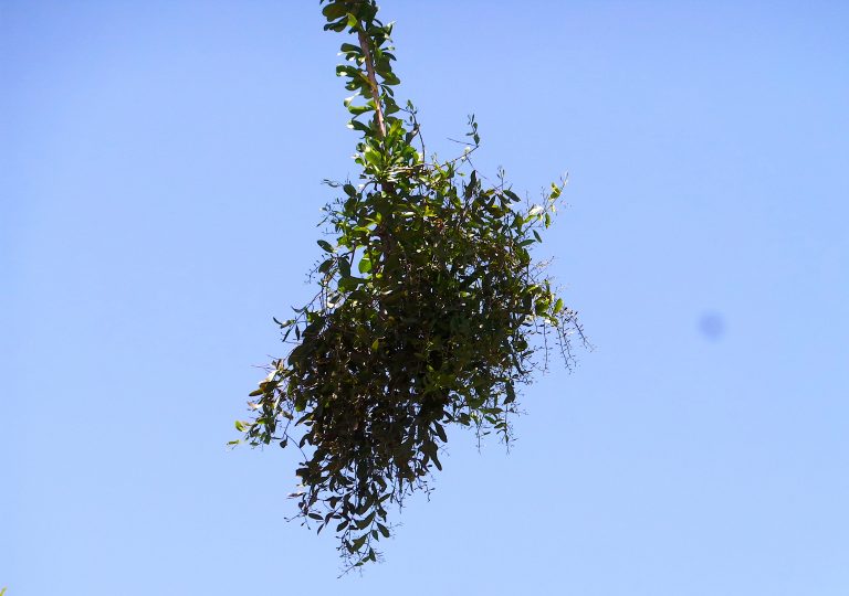 Dendropemon on Calabash Tree (Crescentia cujete) 2 - Haiti