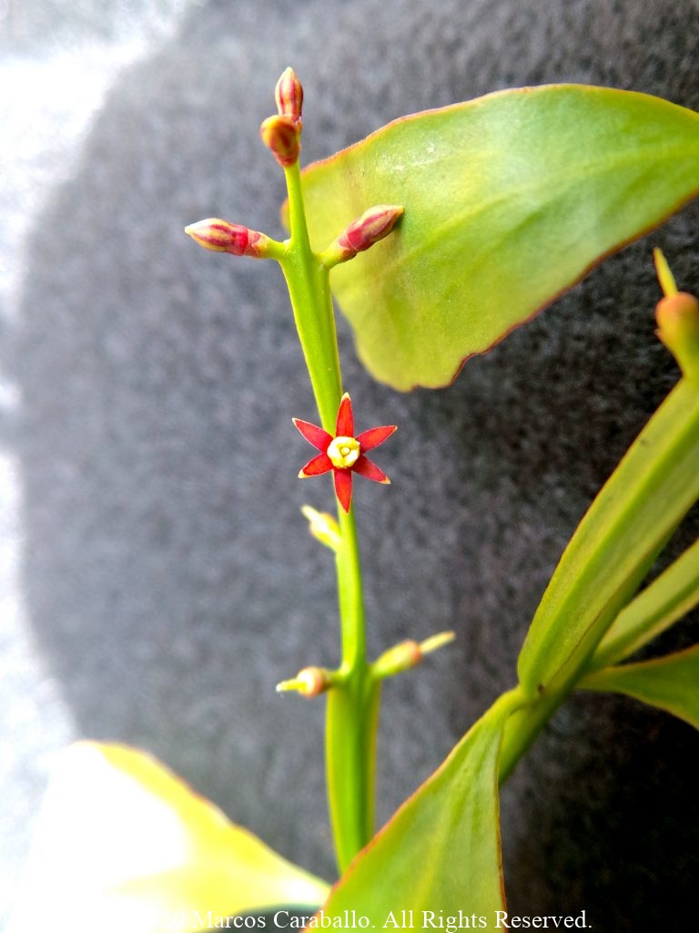 Dendropemon alatus - Flower - Haiti