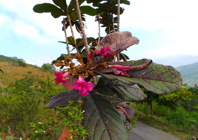 Tabebuia acrophylla - Flowers - Haiti