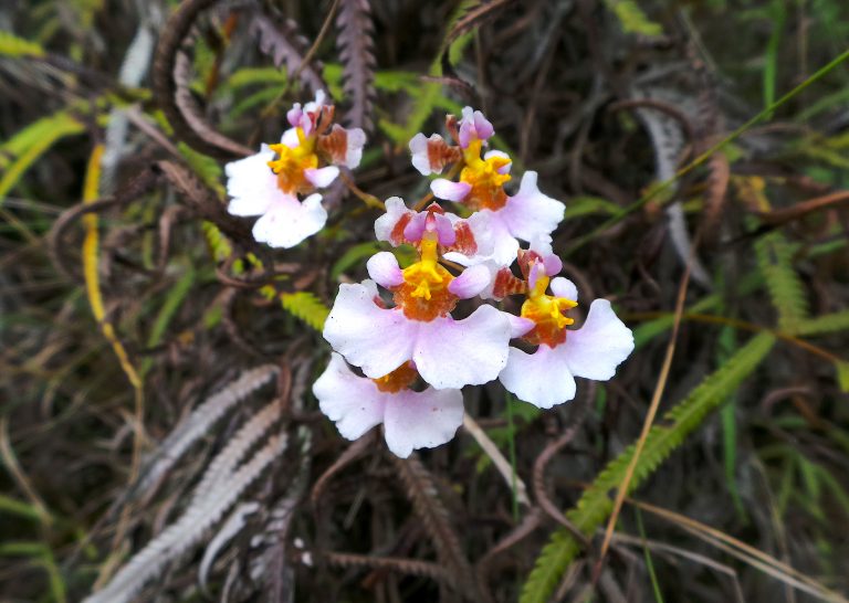 Tolumnia variegata - Flowers - Haiti