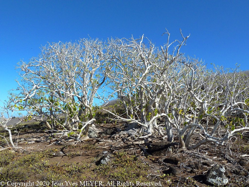 Pisonia grandis - Trees clustered - Hatuta'a, Marquesas Islands, French Polynesia - JYM