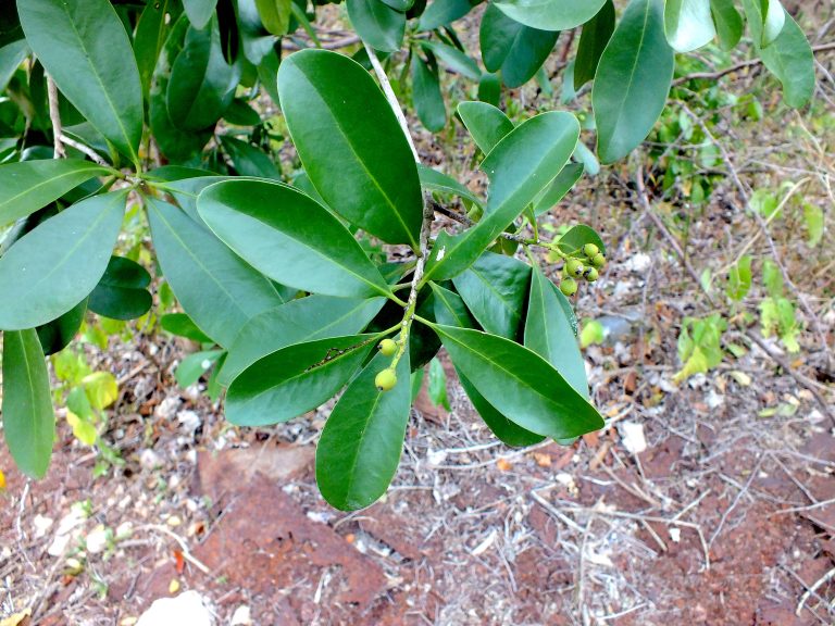 Canella winterana - Unripe Fruits - Jamaica