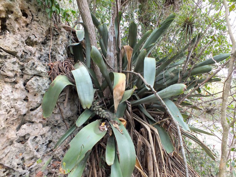 Giant Bromeliad (Hohenbergia) - Fruits - Jamaica