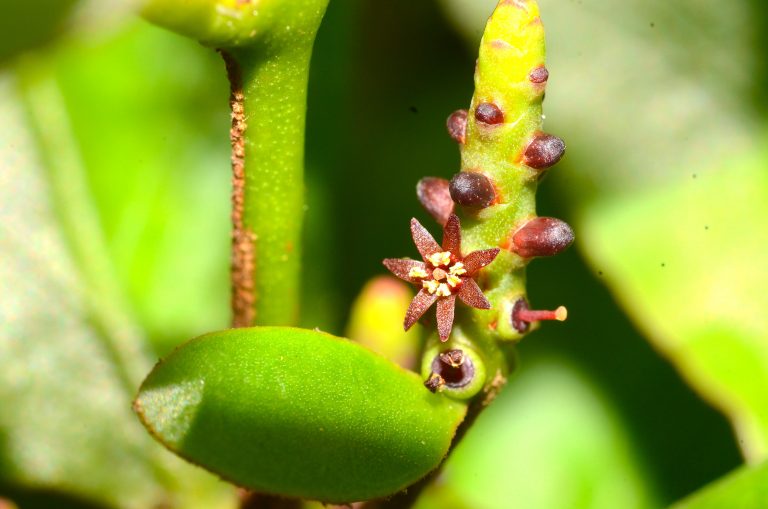 Oryctanthus occidentalis var. occidentalis - Flower - Jamaica
