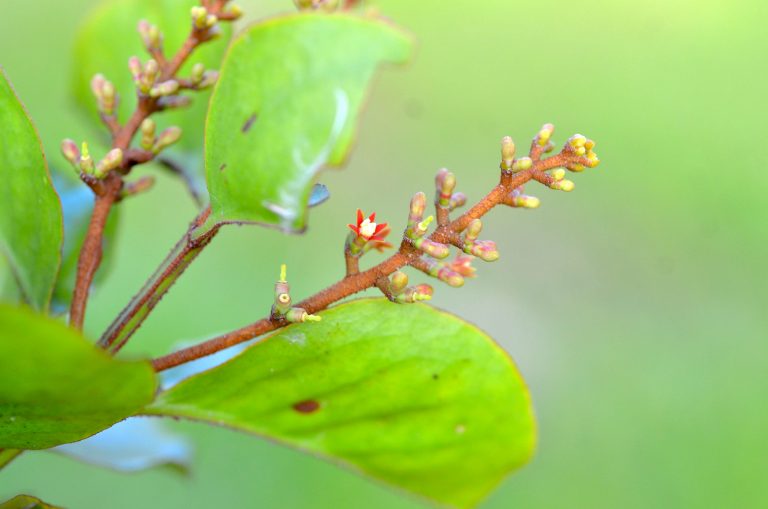 Passovia pyrifolia - Flower - Jamaica