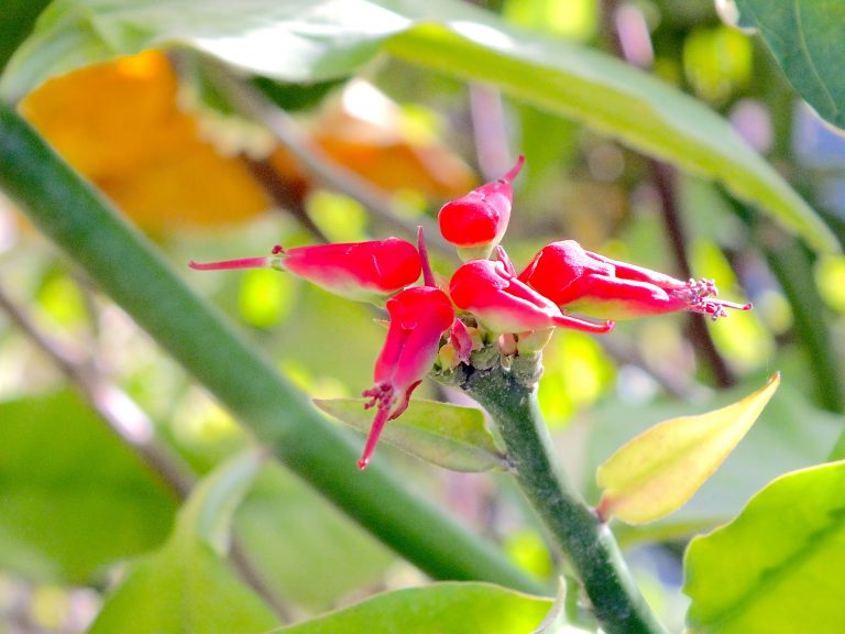 Pedilanthus titymaloides var. titymaloides - Flowers - Jamaica