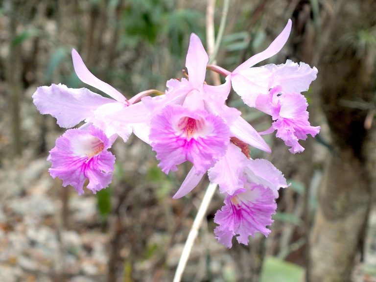 Orchid - Flowers - Jamaica