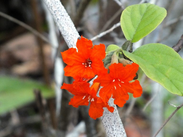 Cordia sebestena var. caymanensis - Flowers - Little Cayman Island