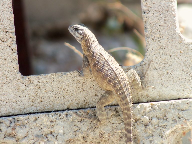 Curlytail Lizard - Little Cayman
