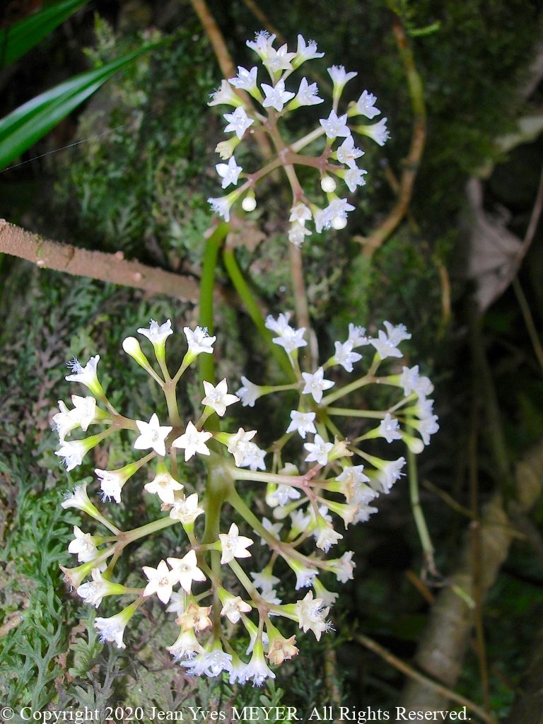 Ceodes taitensis - Flowers - Mo'orea Island, French Polynesia - JYM
