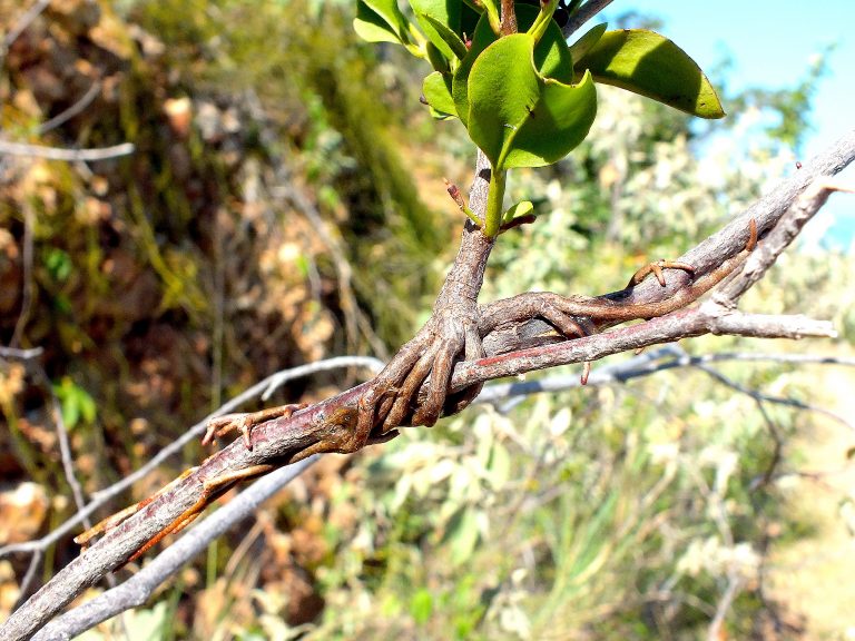 Dendropemon caribaeus - Epicortical Roots - Puerto Rico