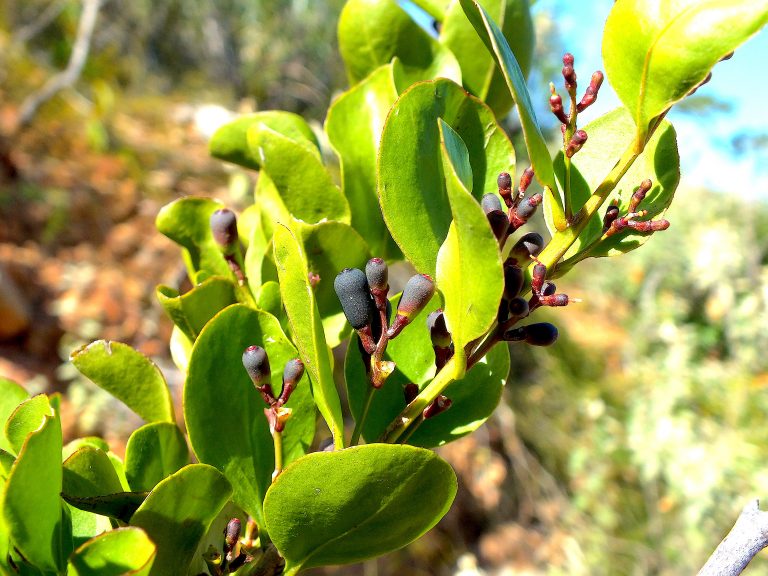 Dendropemon caribaeus - Fruit - Puerto Rico