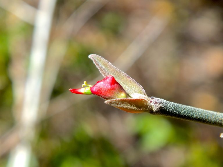 Euphorbia titymaloides spp. angustifolius - Flower - Puerto Rico