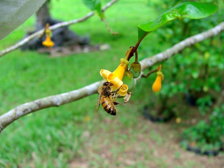 Honey bee (Apis mellifera) visiting a flower of Goetzea elegans - Puerto Rico