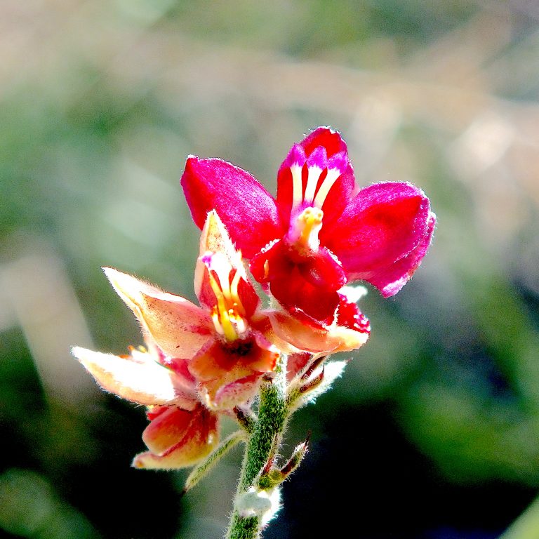 Krameria ixine - Flowers - Puerto Rico
