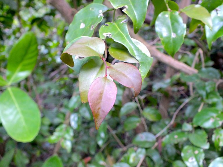 Schoepfia shreberi - Young Leaves - Puerto Rico