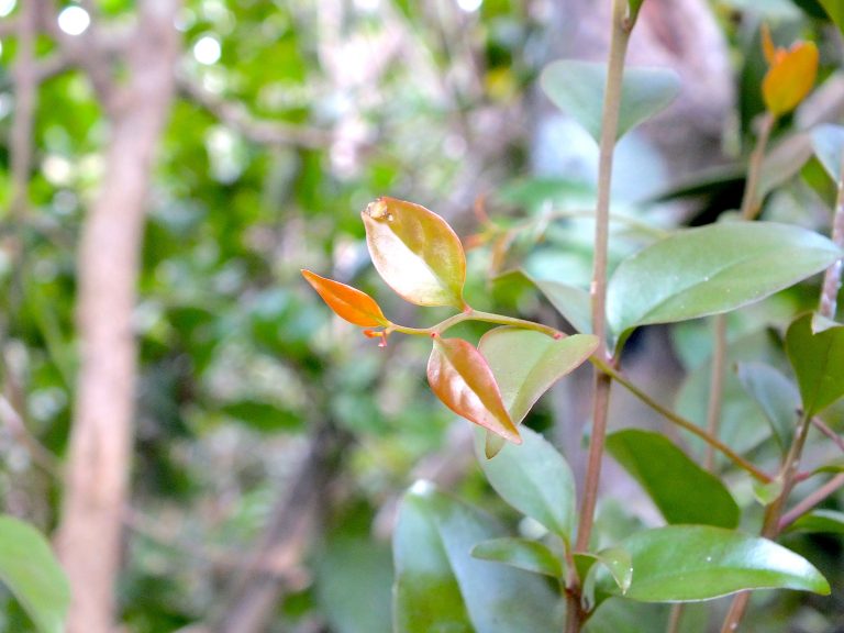 Schoepfia shreberi - Twig - Puerto Rico