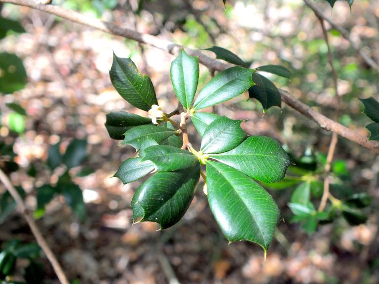 Trichilia triacantha - Leaves - Puerto Rico