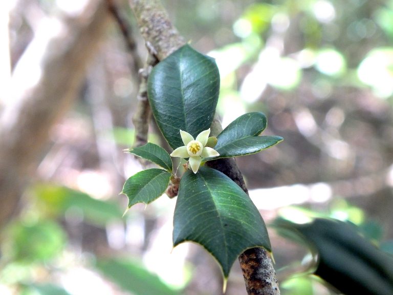 Trichilia triacantha - Flower - Puerto Rico
