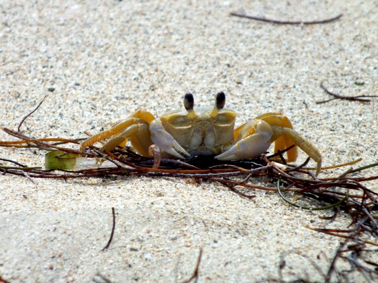 Ghost Crab - Puerto Rico