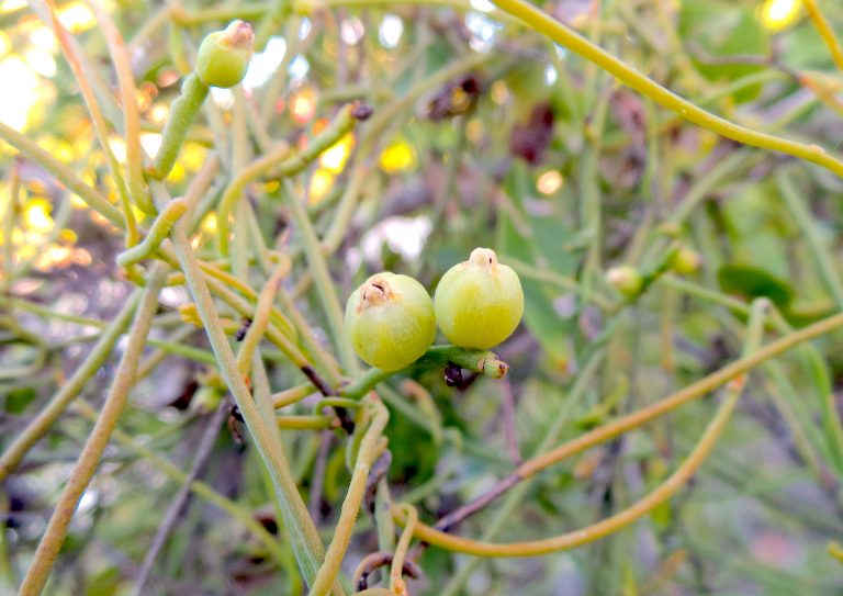 Cassytha filiformis - Fruits - Providenciales