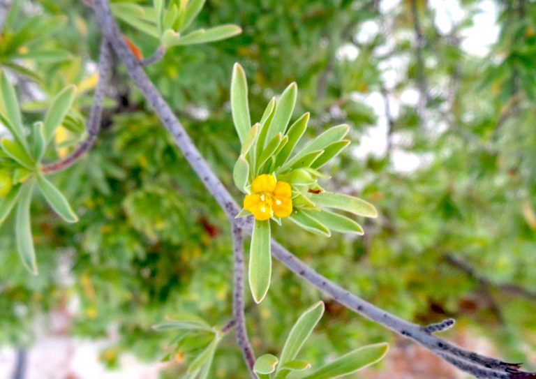 Suriana maritima - Flower - Providenciales