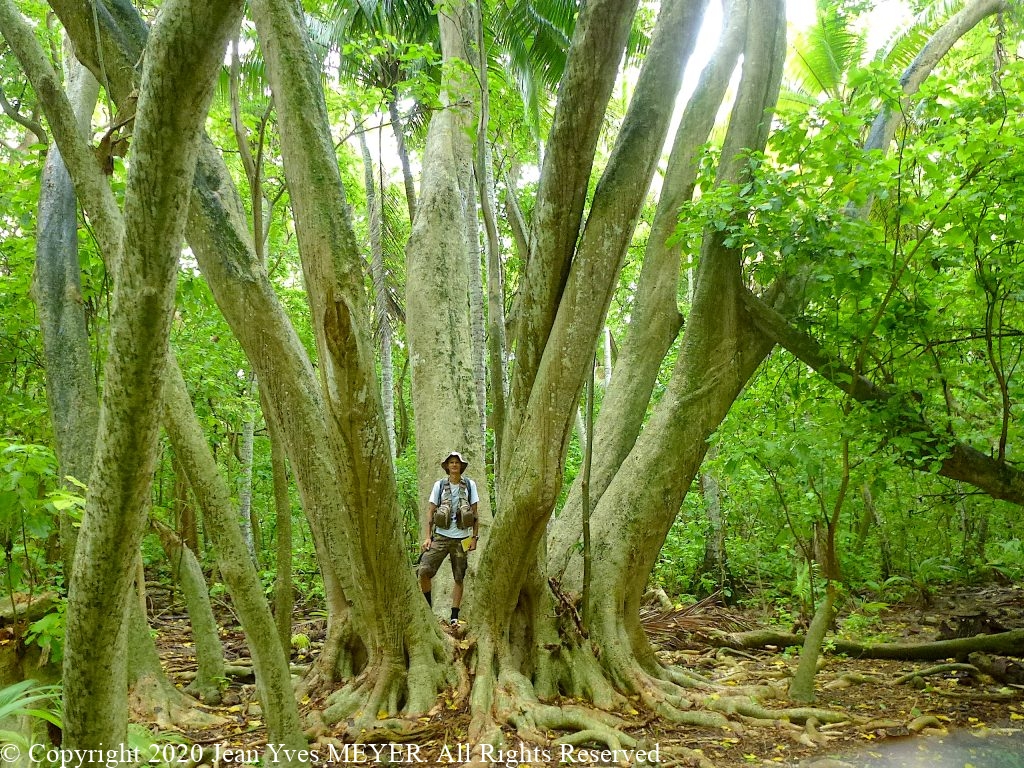Pisonia grandis - Jean Yves Meyer in a large Pisonia tree - Teti'aroa, Society Islands, French Polynesia - JYM