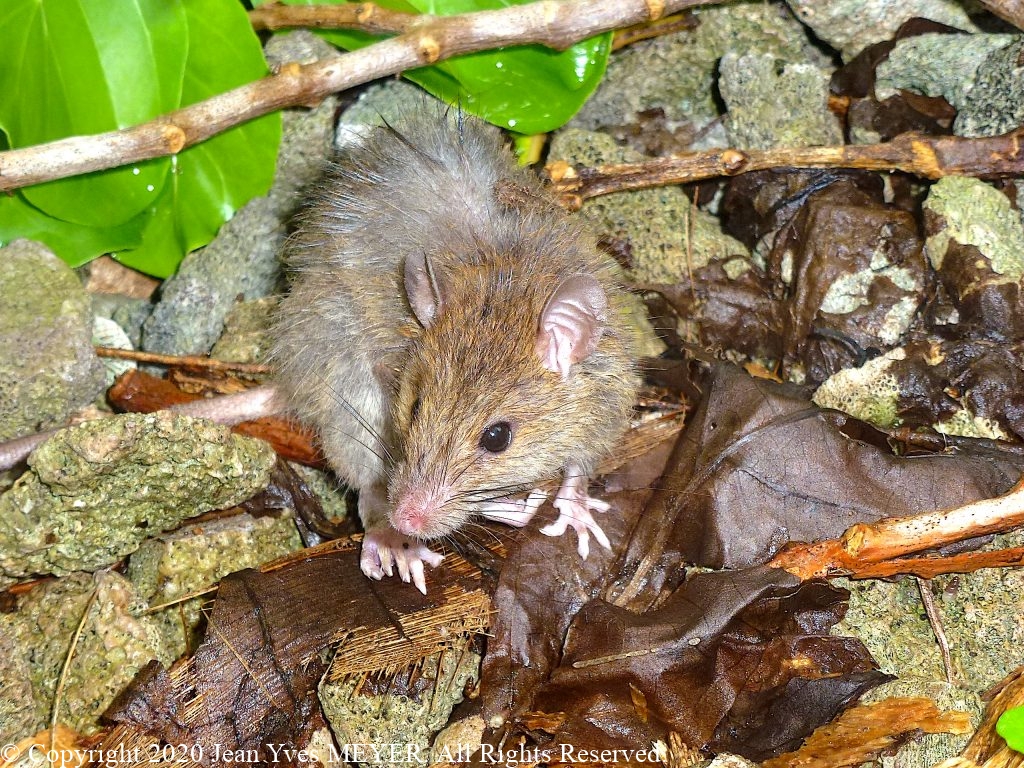 Pisonia grandis - Rat (Rattus exulans) dispersing a Pisonia fruit - Teti'aroa, Society Islands, French Polynesia - JYM