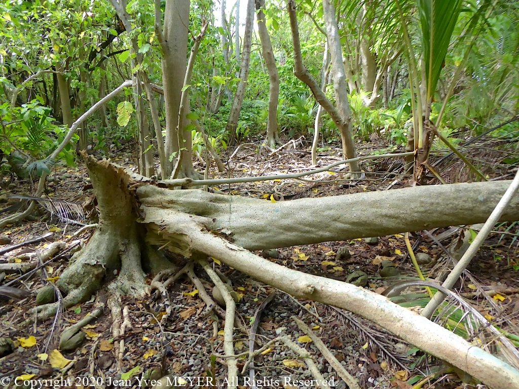 Pisonia grandis - Large tree fallen - Teti'aroa, Society Islands, French Polynesia - JYM