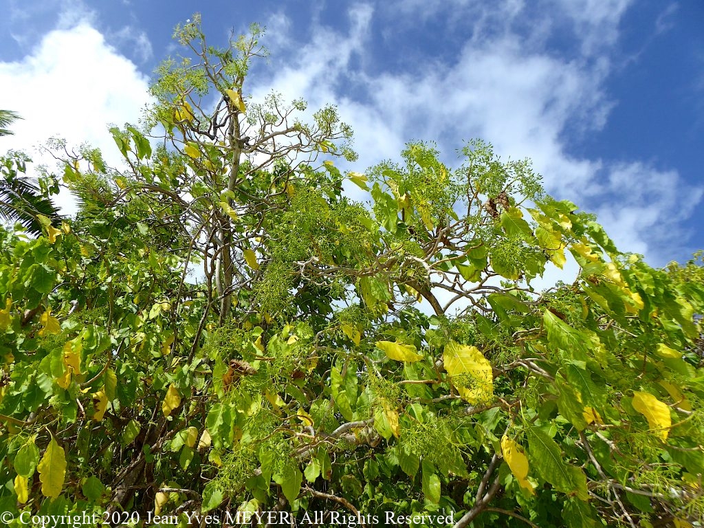 Pisonia grandis - Large tree with Fruits - Teti'aroa, Society Islands, French Polynesia - JYM