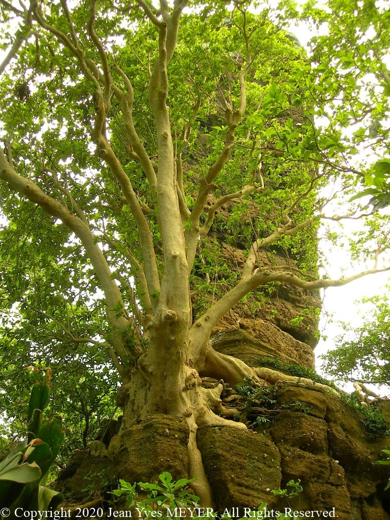 Pisonia grandis - Large tree - Wallis Island, Wallis & Futuna - JYM
