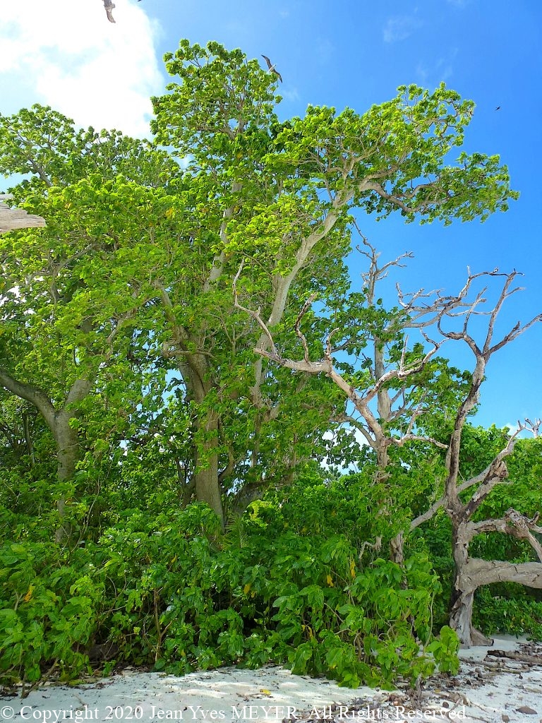 Pisonia grandis - Trees in beach - Wallis Island, Wallis & Futuna - JYM